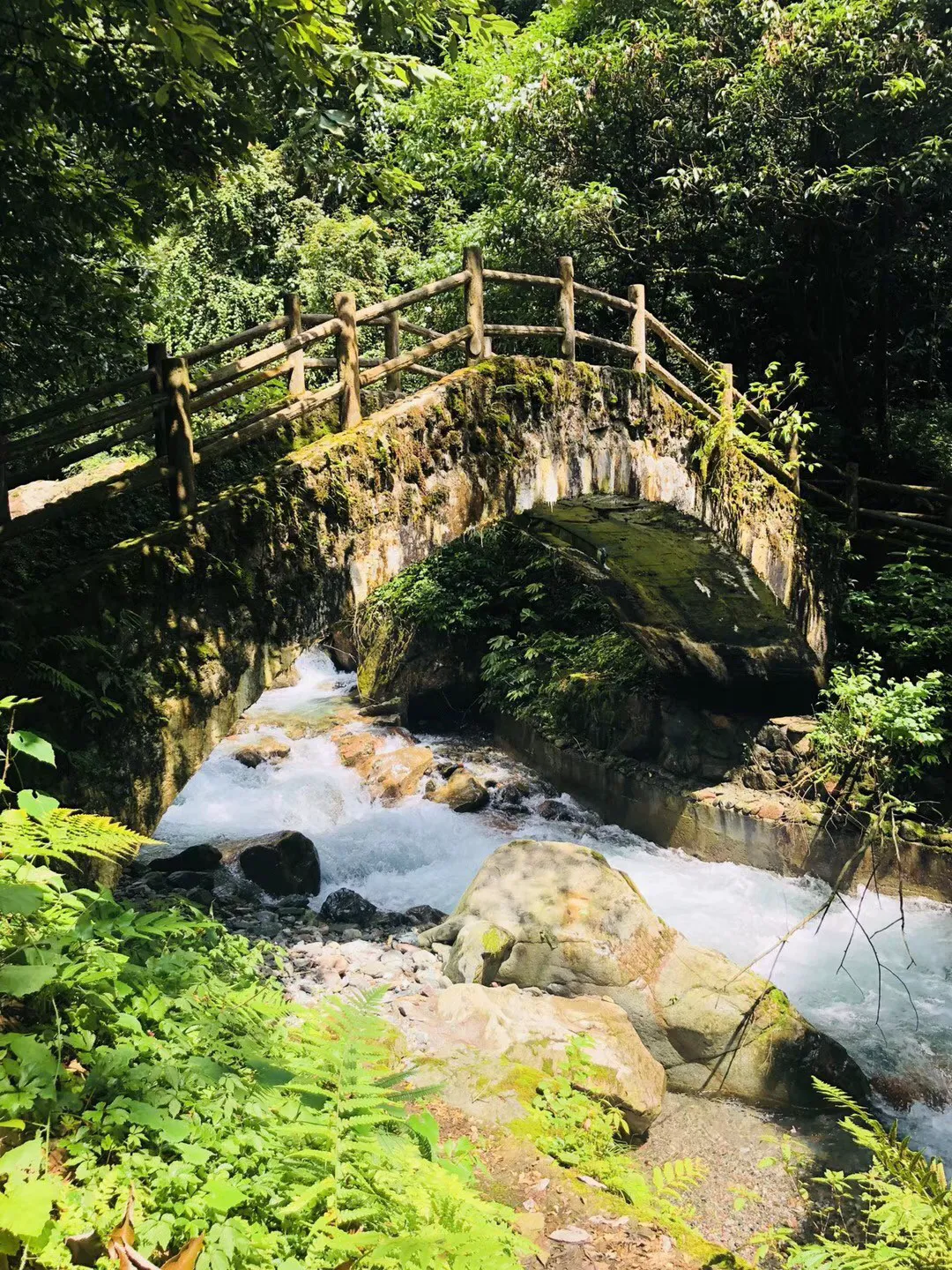 寻找奈良树花